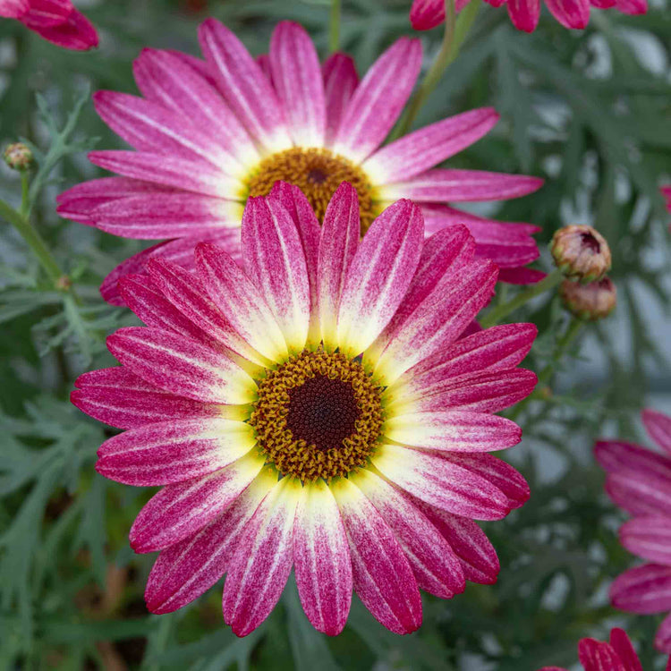 Argyranthemum 'Grandaisy Rose Sunshine'