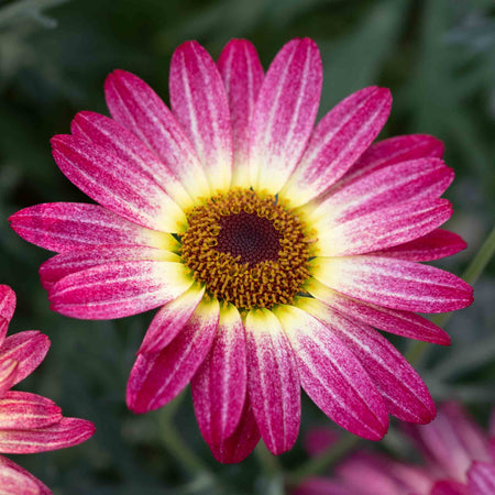 Argyranthemum Collection