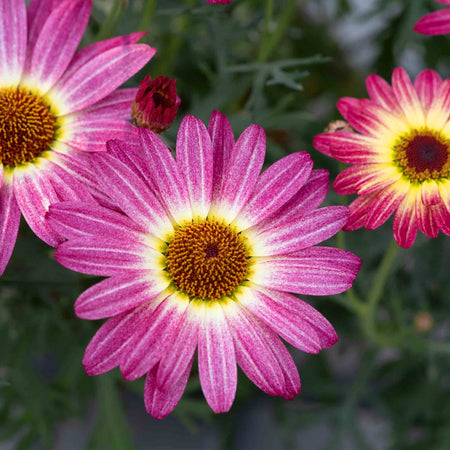 Argyranthemum 'Grandaisy Rose Sunshine'