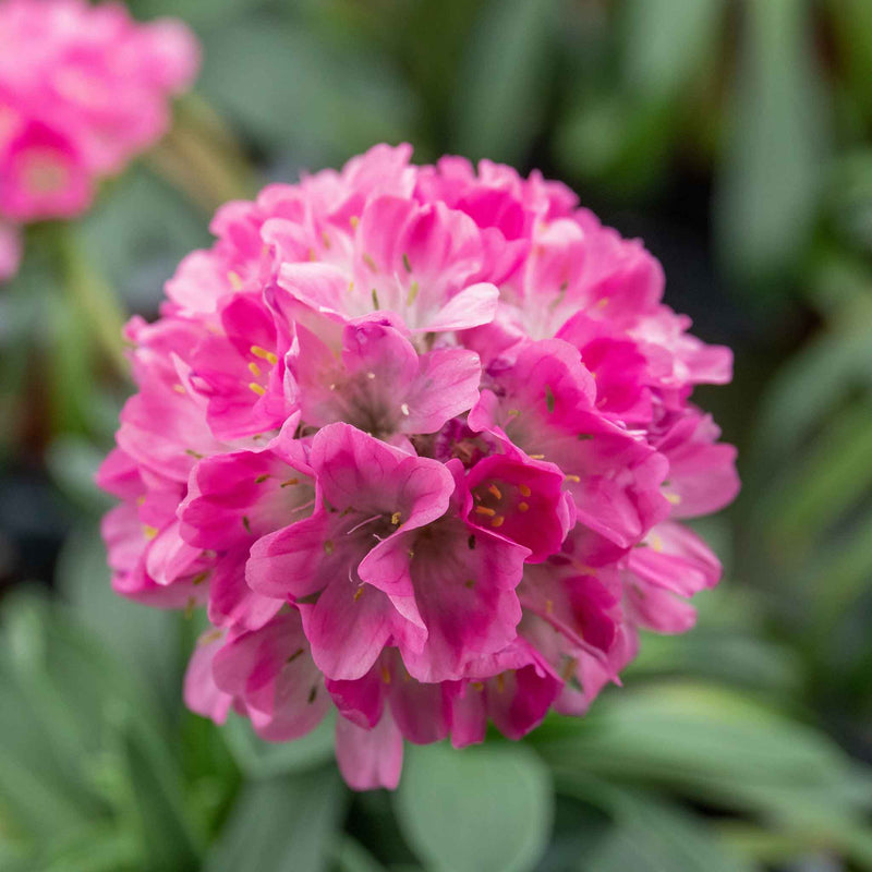 Armeria 'Dreameria Daydream'