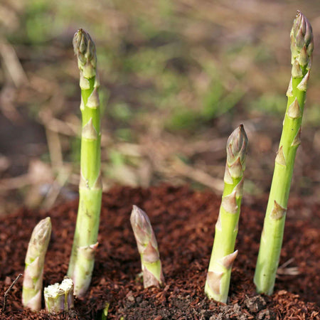 Asparagus Crowns 'Aspalim'