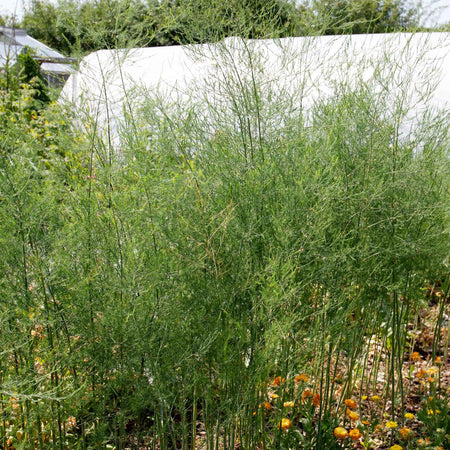 Asparagus Crowns 'Aspalim'