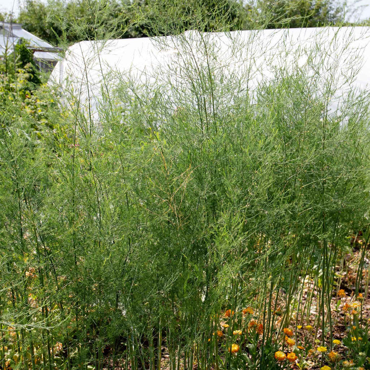Asparagus Crowns 'Aspalim'