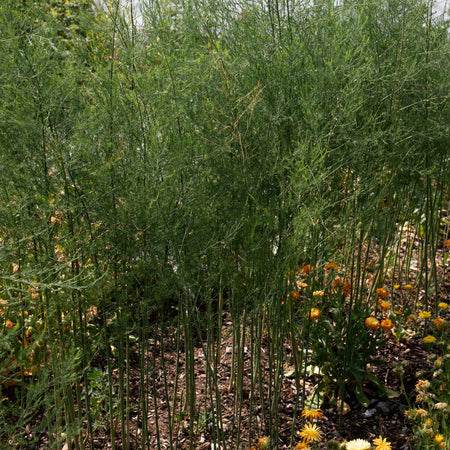 Asparagus Crowns 'Chef's Choice' Collection