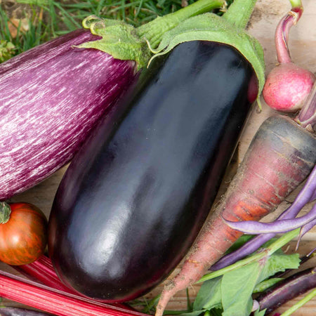 Grafted Aubergine 'Moneymaker'
