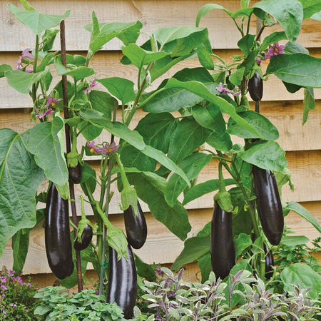 Grafted Aubergine 'Moneymaker'