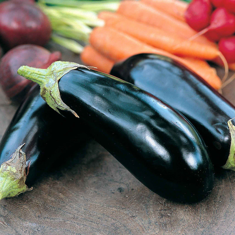 Grafted Aubergine 'Moneymaker'