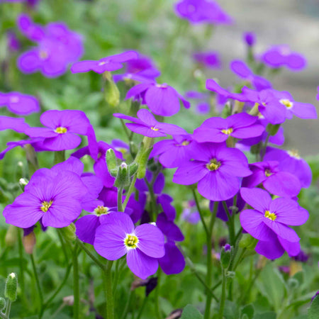 Aubrieta 'Audrey Blue'