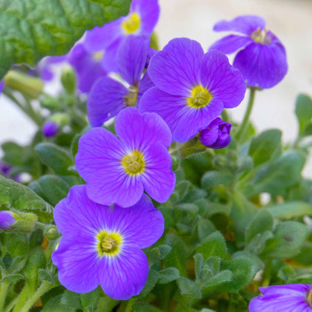 Aubrieta 'Audrey Blue'