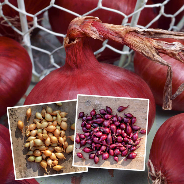 Autumn Planting Onions 'Red Baron' & 'Senshyu Yellow'