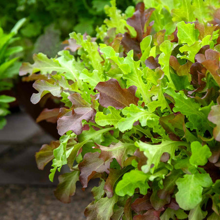 Salad Leaves Seeds 'Salad Bowl'