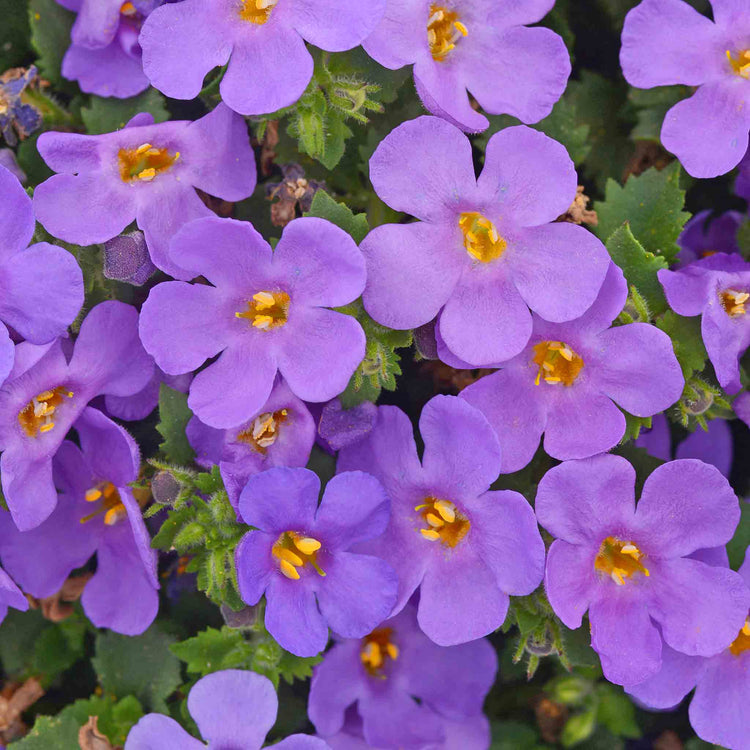 Bacopa 'Megacopa Blue'
