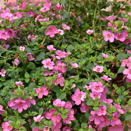 Bacopa 'Megacopa Pink'