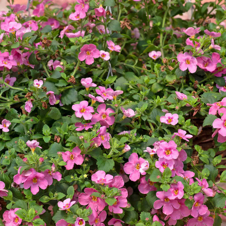 Bacopa 'Megacopa Pink'