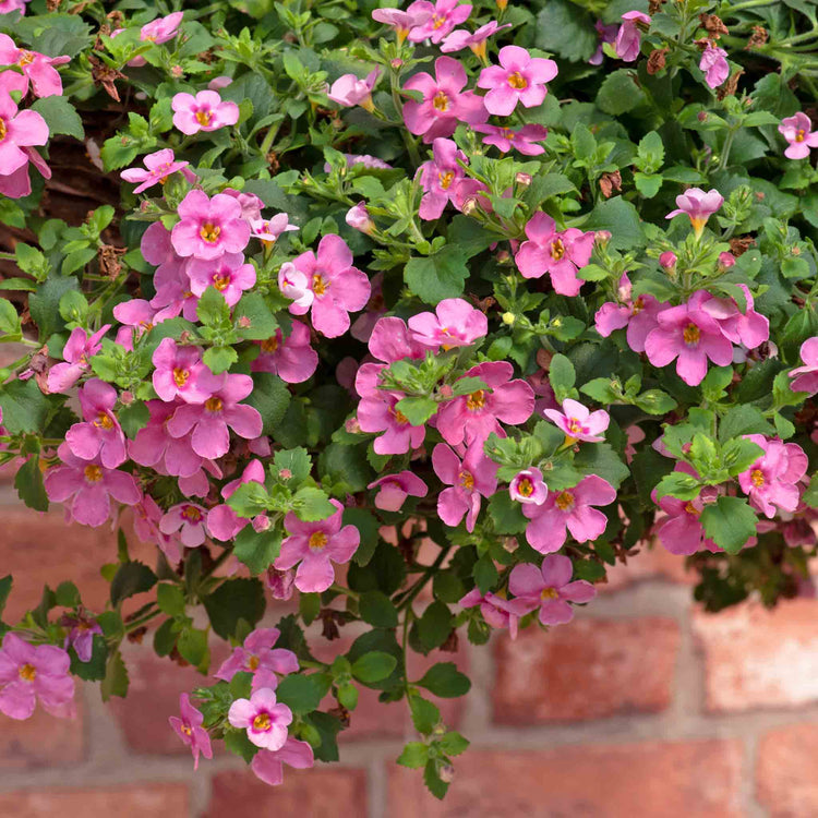 Bacopa 'Megacopa Pink'