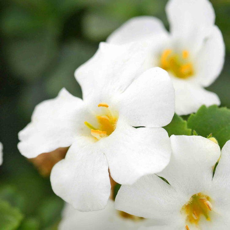 Bacopa 'Megacopa White'