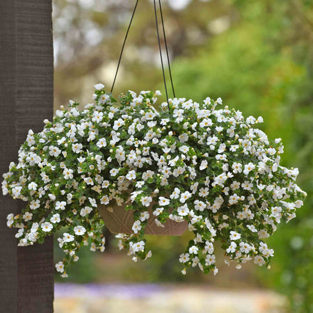 Bacopa 'Megacopa White'