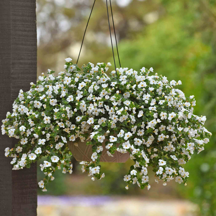 Bacopa 'Megacopa White'