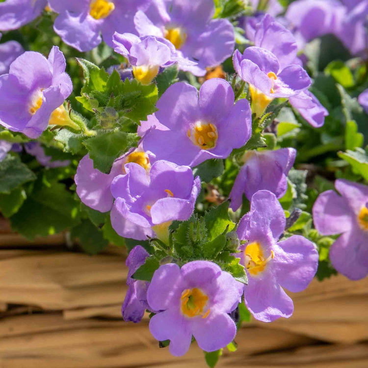 Bacopa 'Megacopa Blue'