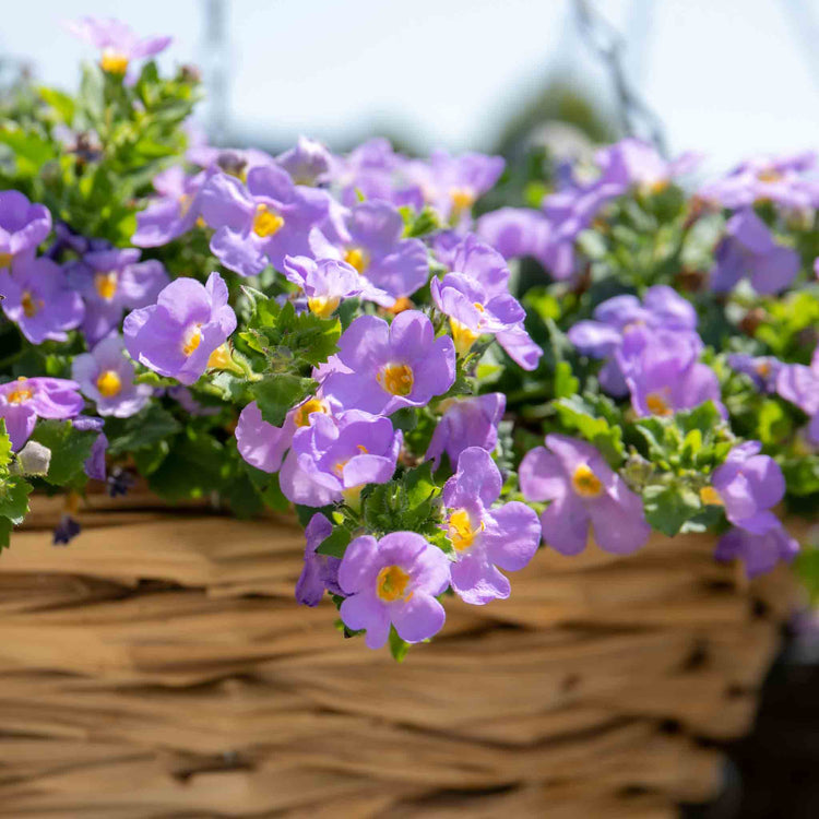 Bacopa 'Megacopa Blue'
