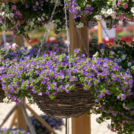 Bacopa 'Megacopa Blue'