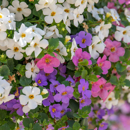 Bacopa 'Megacopa Collection'