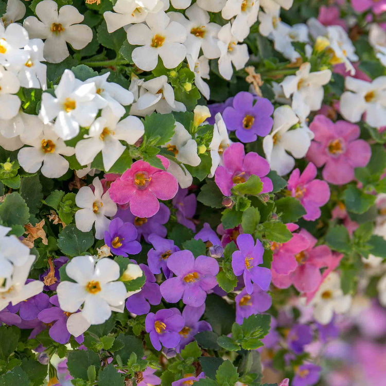 Bacopa 'Megacopa Collection'