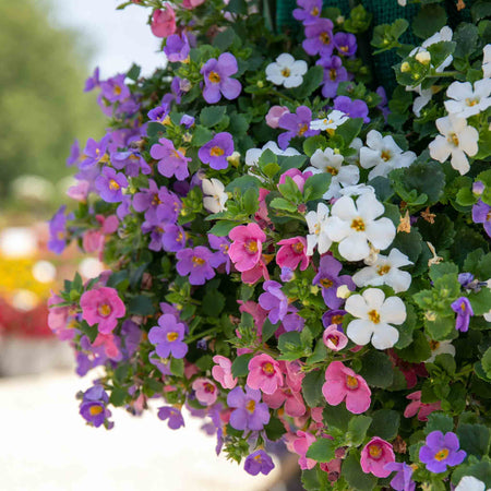 Bacopa 'Megacopa Collection'