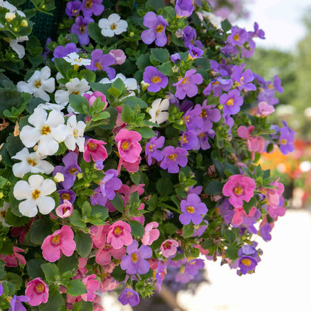 Bacopa 'Megacopa Collection'