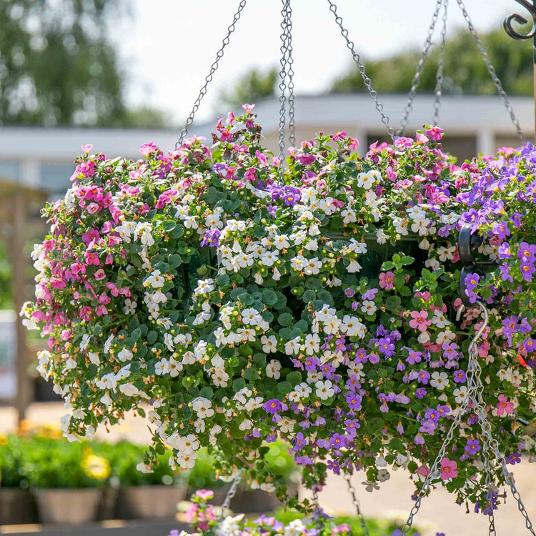 Bacopa 'Megacopa Collection'