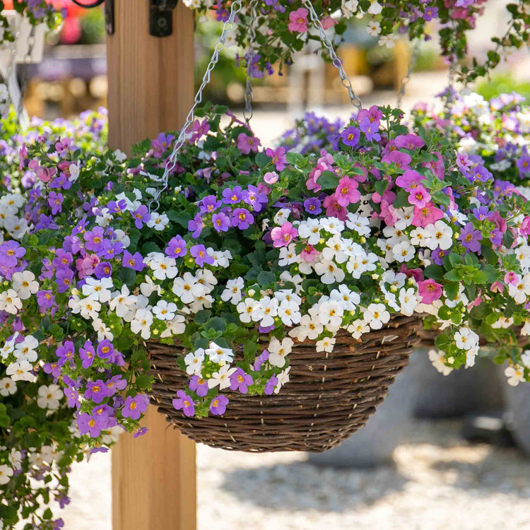 Bacopa 'Megacopa Collection'