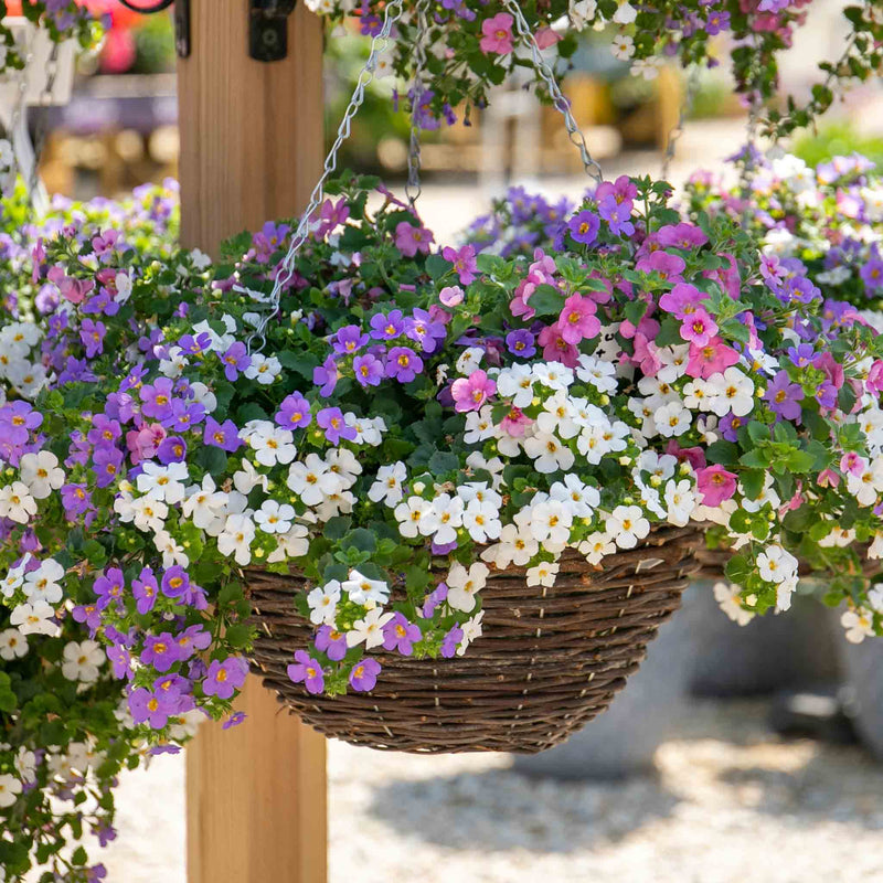 Bacopa 'Megacopa Collection'