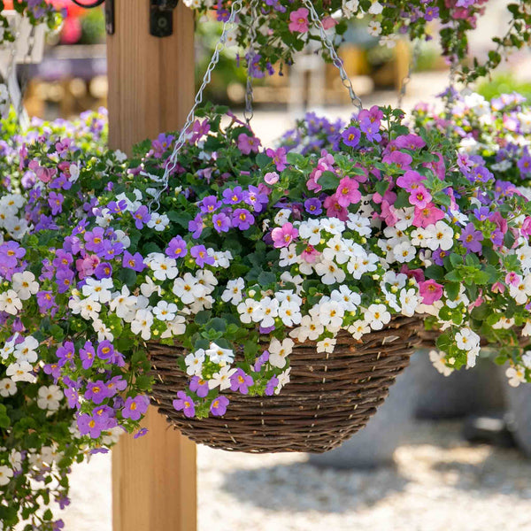 Bacopa 'Megacopa Collection'