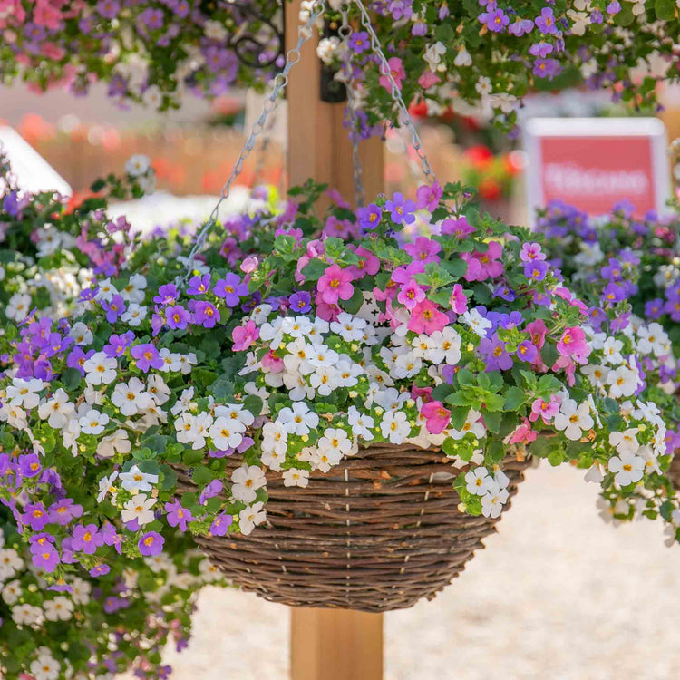 Bacopa 'Megacopa Collection'