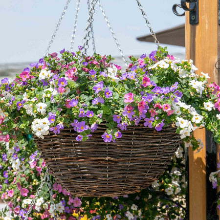 Bacopa 'Megacopa Collection'