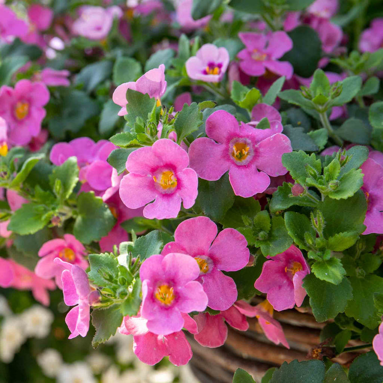 Bacopa 'Megacopa Pink'