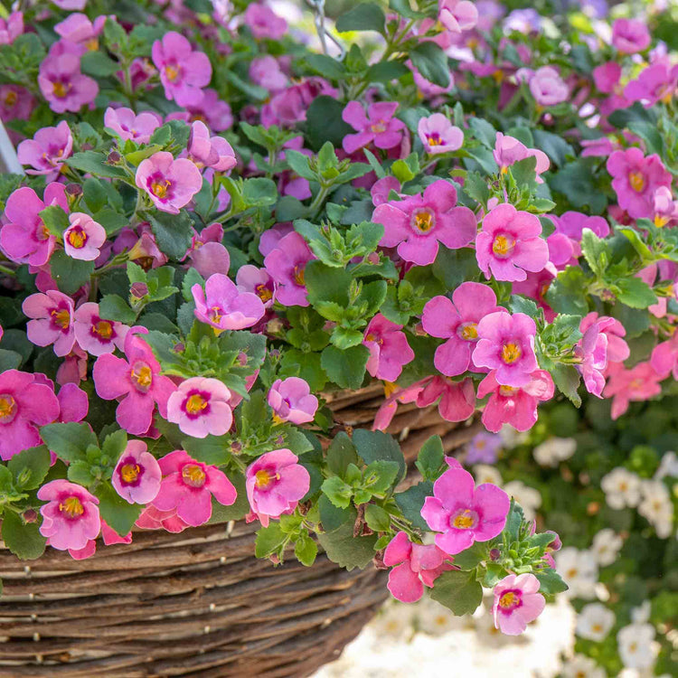 Bacopa 'Megacopa Pink'