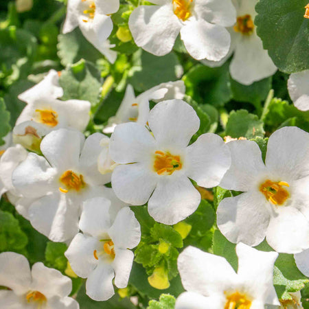 Bacopa 'Megacopa White'