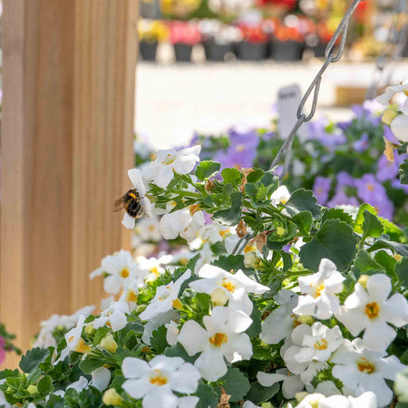 Bacopa 'Megacopa White'