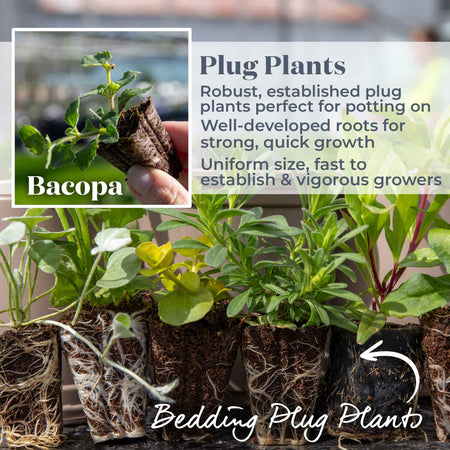 Bacopa 'Megacopa Blue'
