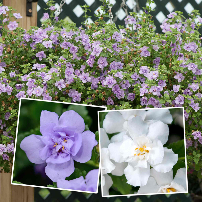 Bacopa Scopia 'Double Mix'