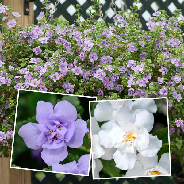 Bacopa Scopia 'Double Mix'
