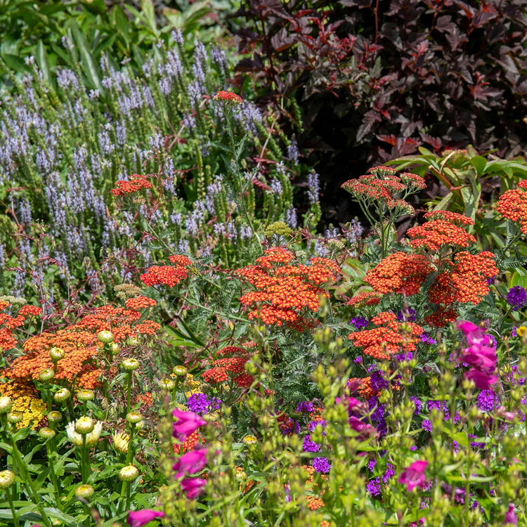 Marshalls 'Cottage Garden Selection'