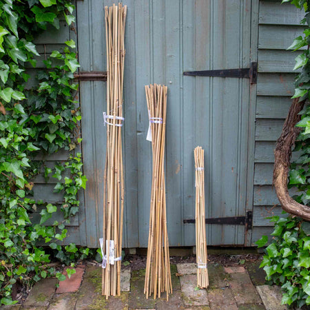 Bamboo Canes
