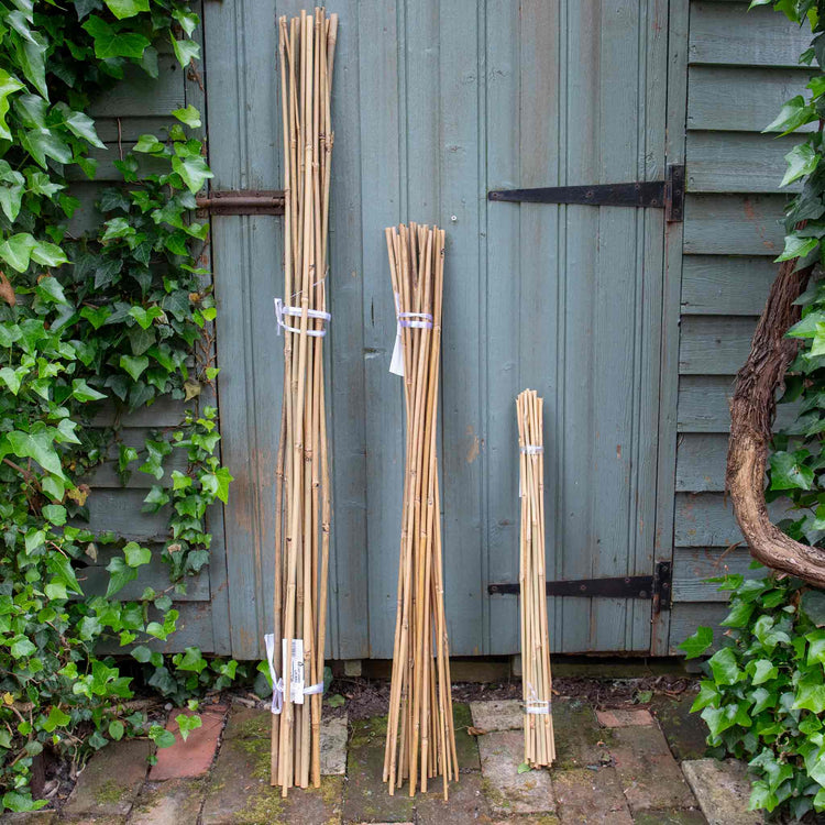 Bamboo Canes