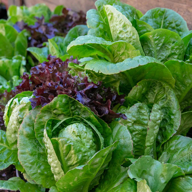 Lettuce 'Crispy Mix'