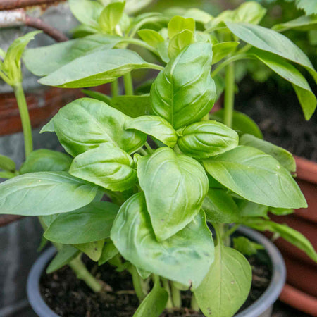 Italian Basil Seeds