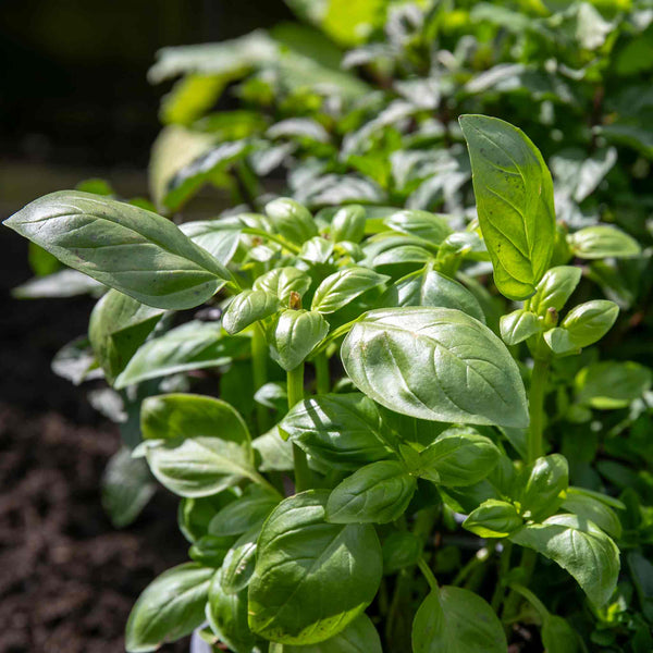 Italian Basil Seeds