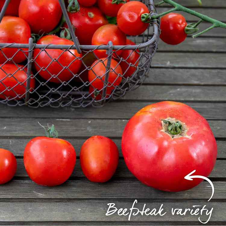 Tomato Seeds 'Oh Happy Day'