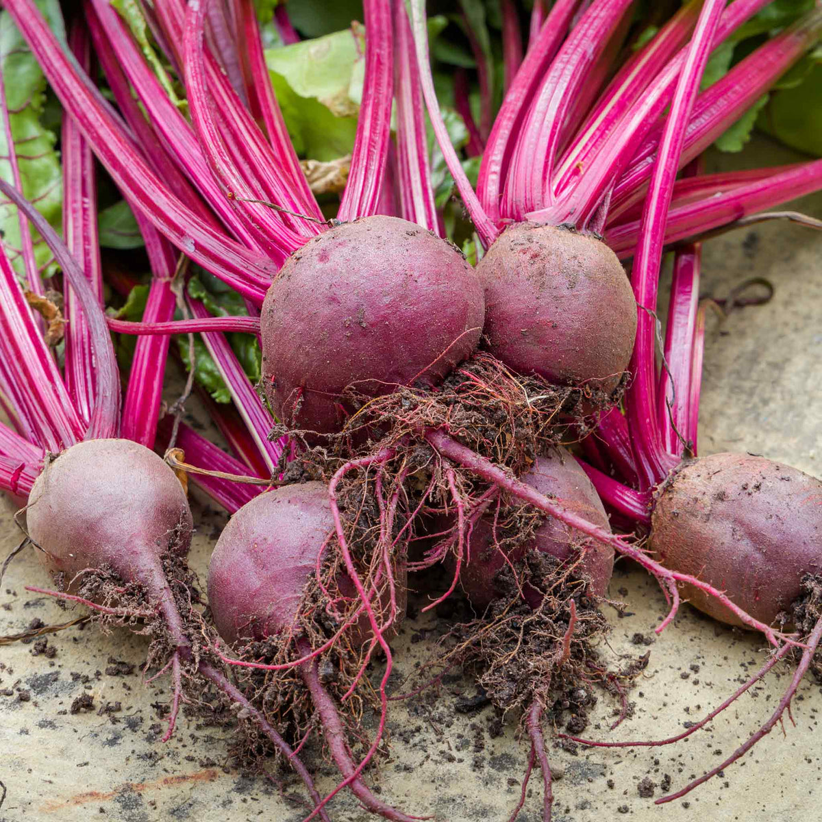 A group of fresh beetroots with leaves attached, showing deep red colour and pink roots, harvested and placed on a wooden table.